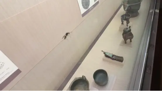 台北故宫博物院展柜里出现蚂蚁，馆方预防性卸展